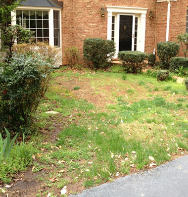 Lawn 1 Before Lawn Before