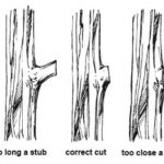 correct way to prune