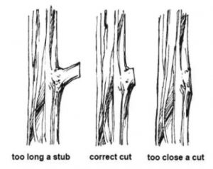 correct way to prune