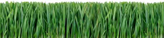 lawn turfgrass