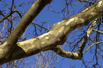 pruning trees charlottesville